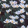 Sanguinaria canadensis, habit