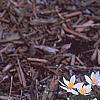 Sanguinaria canadensis, habit