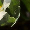 Sanguinaria canadensis, flowers