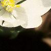 Sanguinaria canadensis, flowers