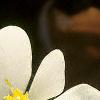Sanguinaria canadensis, flowers