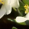 Sanguinaria canadensis, flowers