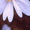 Sanguinaria canadensis 'Flore Pleno', flowers