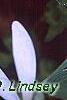 Sanguinaria canadensis 'Flore Pleno', flowers