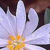 Sanguinaria canadensis 'Flore Pleno', flowers