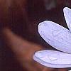 Sanguinaria canadensis 'Flore Pleno', flowers