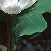 Sanguinaria canadensis forma multiplex, habit