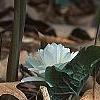 Sanguinaria canadensis forma multiplex, habit
