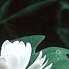 Sanguinaria canadensis forma multiplex, habit
