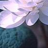 Sanguinaria canadensis forma multiplex, flowers