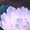 Sanguinaria canadensis forma multiplex, flowers