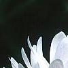 Sanguinaria canadensis forma multiplex, flowers