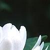 Sanguinaria canadensis forma multiplex, flowers