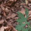 Stylophorum diphyllum, habit