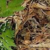 Stylophorum diphyllum, habit