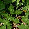 Stylophorum diphyllum, habit