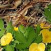 Stylophorum diphyllum, habit