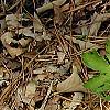 Stylophorum diphyllum, habit
