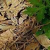 Stylophorum diphyllum, habit