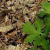 Stylophorum diphyllum, habit