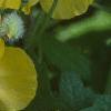Stylophorum diphyllum, flowers