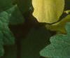 Stylophorum diphyllum, flowers
