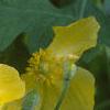 Stylophorum diphyllum, flowers