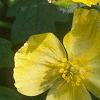 Stylophorum diphyllum, flowers