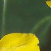 Stylophorum diphyllum, flowers