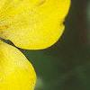 Stylophorum diphyllum, flowers