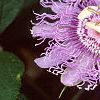 Passiflora edulis, flowers