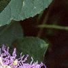 Passiflora edulis, flowers