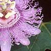 Passiflora edulis, flowers