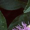 Passiflora edulis, flowers