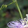 Passiflora edulis, flowers