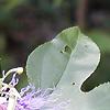 Passiflora edulis, flowers