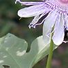 Passiflora edulis, flowers