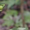Passiflora edulis, flowers
