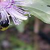 Passiflora edulis, flowers