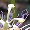 Passiflora edulis, flowers