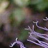 Passiflora edulis, flowers