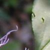 Passiflora edulis, flowers