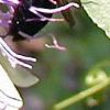 Passiflora edulis, flowers