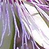 Passiflora edulis, flowers