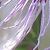 Passiflora edulis, flowers