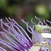Passiflora edulis, flowers