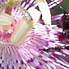 Passiflora edulis, flowers