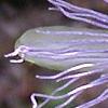 Passiflora edulis, flowers