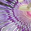 Passiflora edulis, flowers