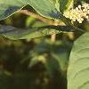 Phytolacca americana, flowers